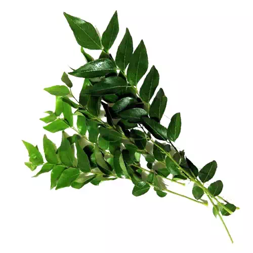 CURRY LEAVES 1 Bunch
