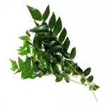 CURRY LEAVES 1Bunch