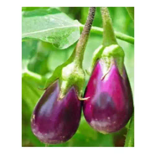 BRINJAL (BHAVANI)  250 gm