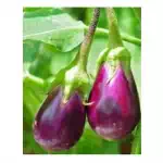Brinjal (bhavani) 
