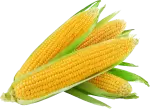 American corn