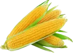 AMERICAN CORN 1kg