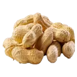 Fresh raw groudnut